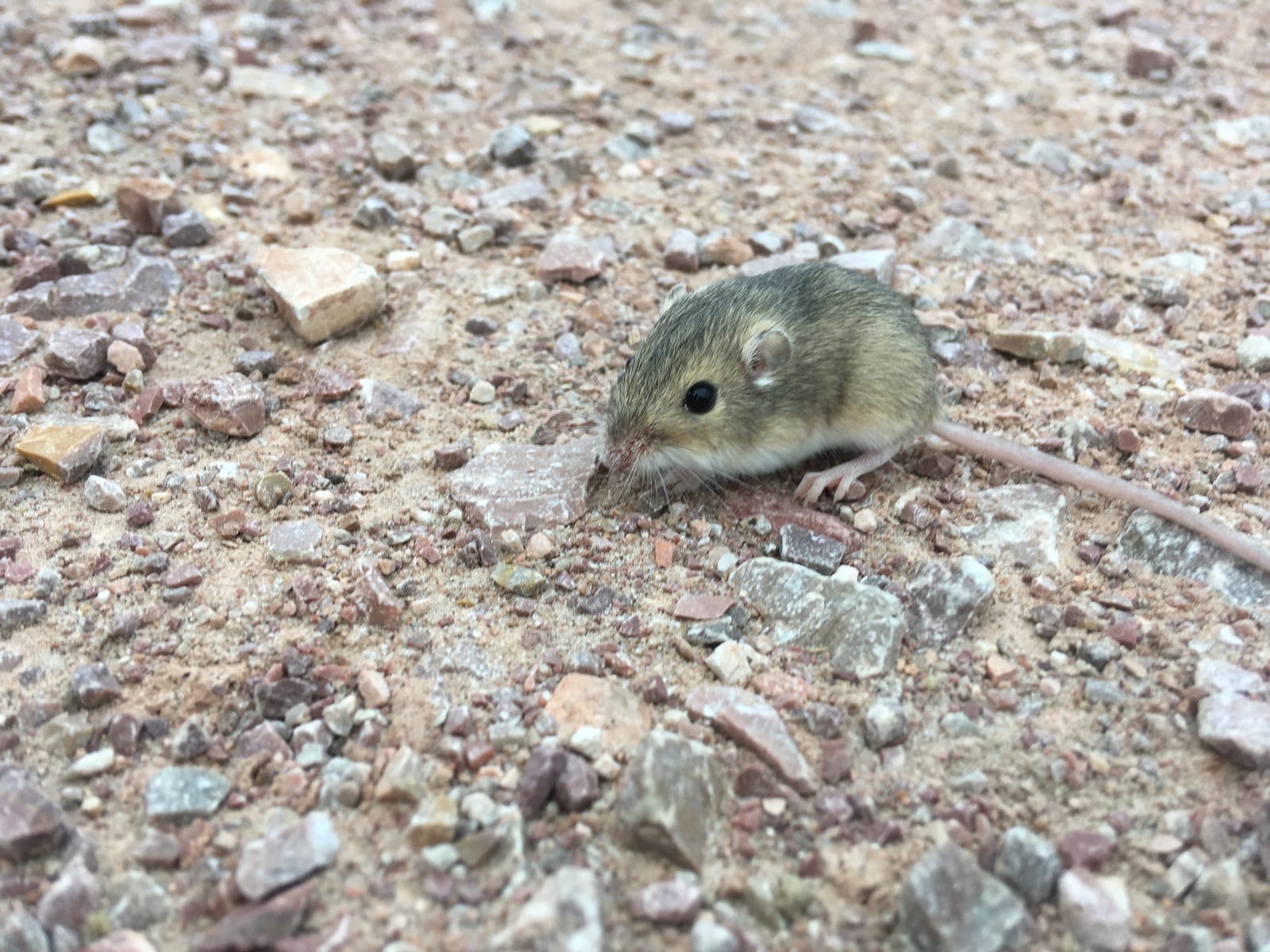 Plains pocket mouse close-up on gravel showing tail and rounded ear