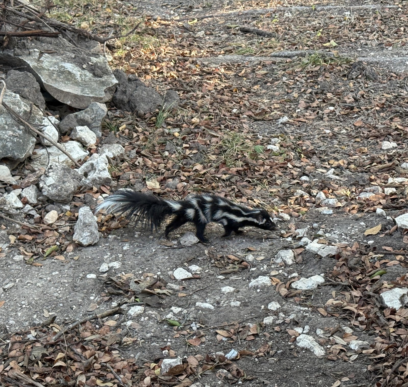 Plains spotted skunk walking through rocky leaf litter in Texas