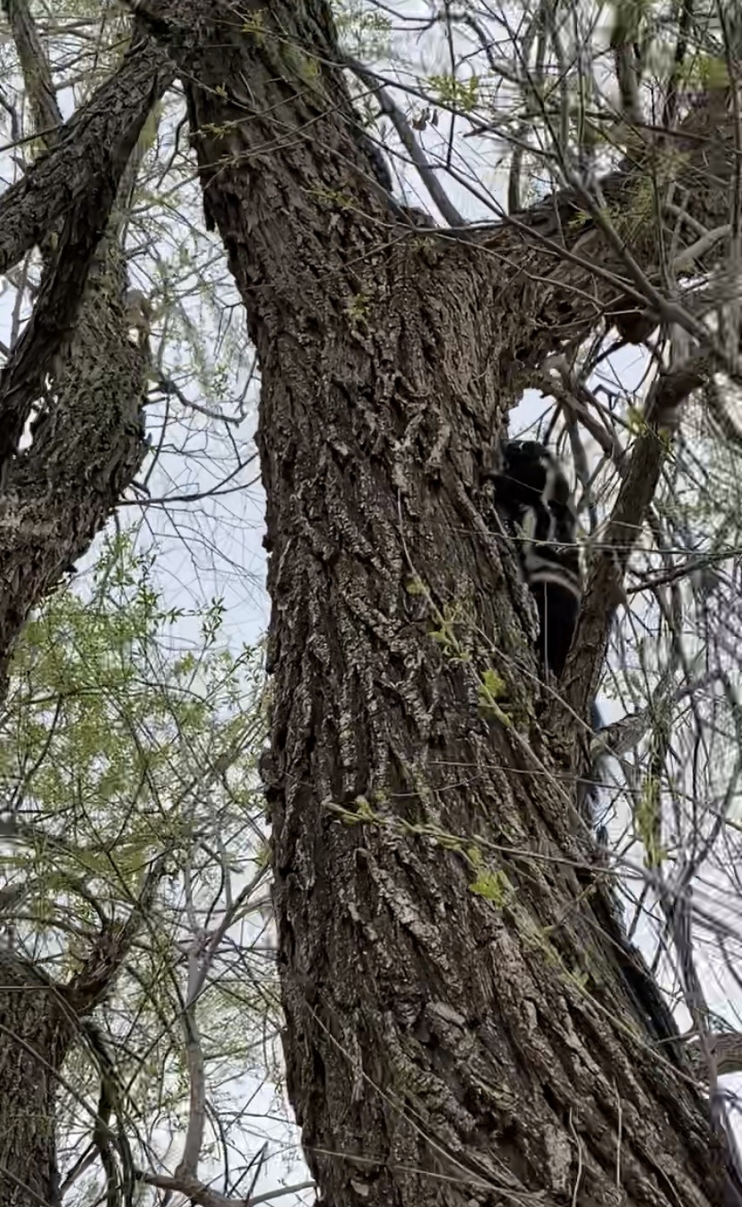 Plains spotted skunk climbing a tree trunk in South Dakota
