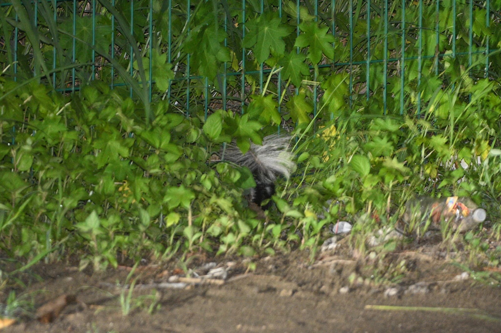 Plains spotted skunk moving through dense green cover near a fence