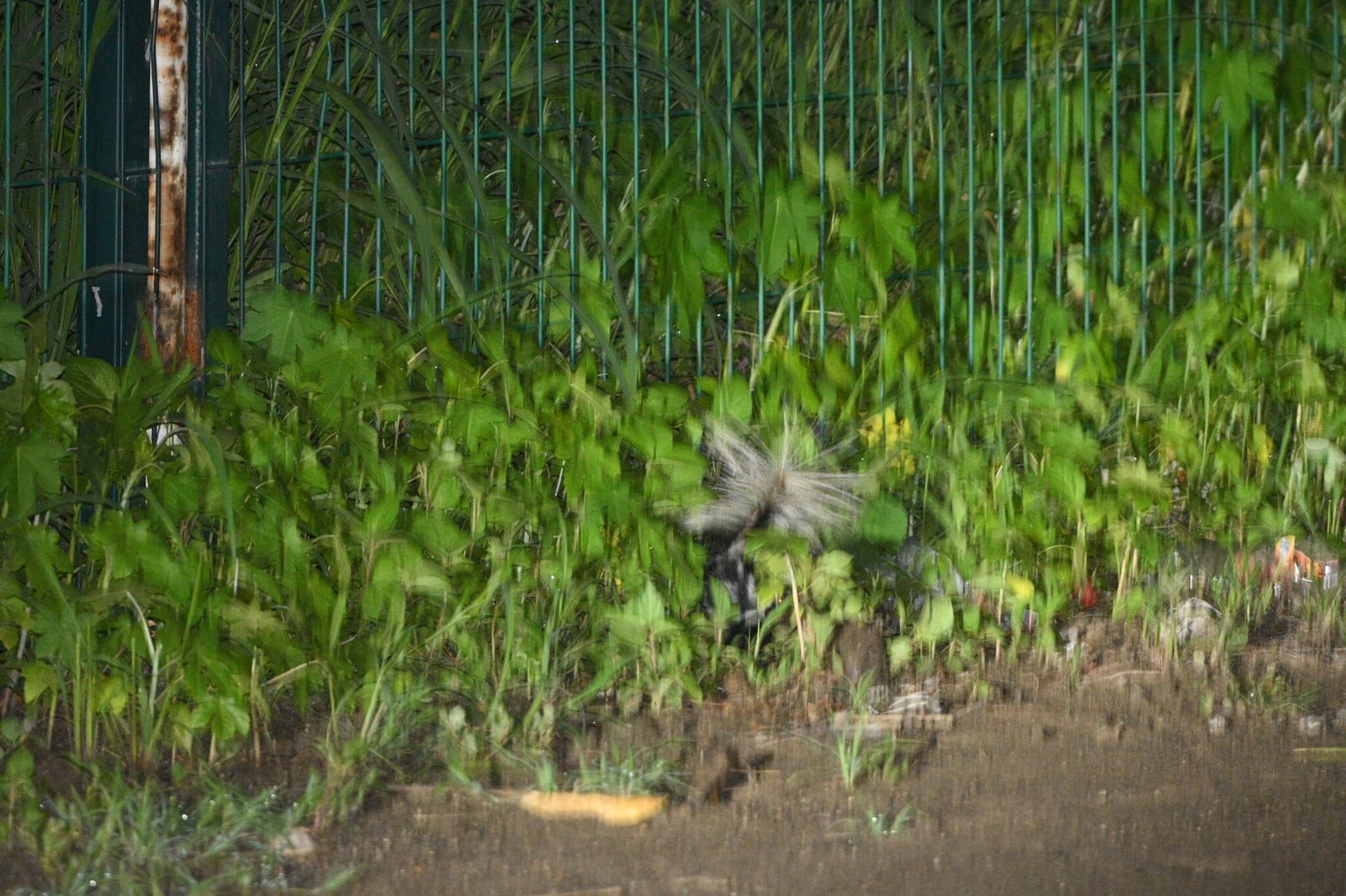 Plains spotted skunk with tail raised in dense roadside vegetation