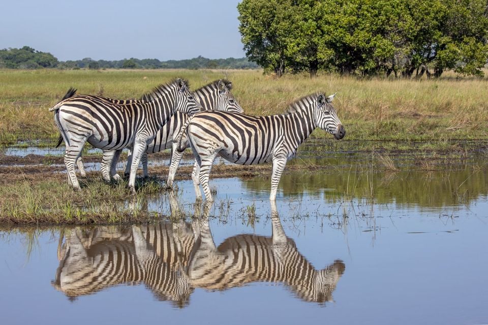 Plains zebras (Equus quagga) Maputo