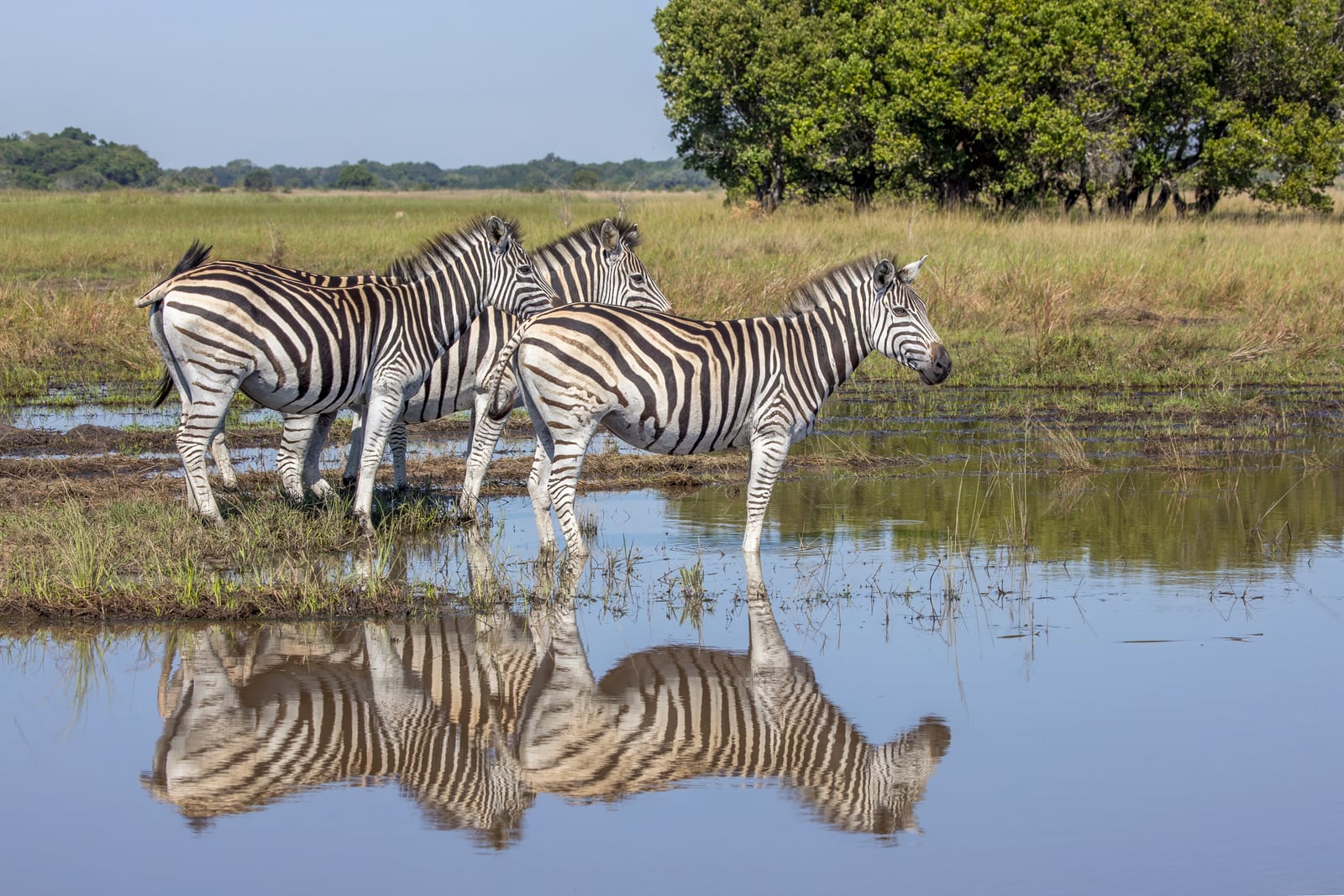 Plains zebras (Equus quagga) Maputo