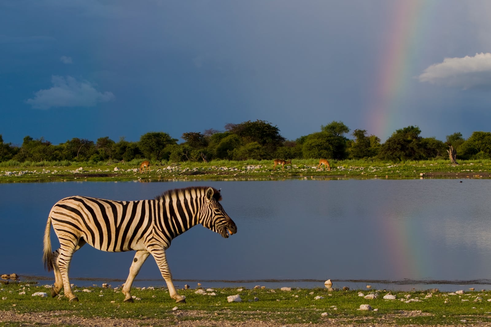 Equus quagga (Namutoni, 2012)
