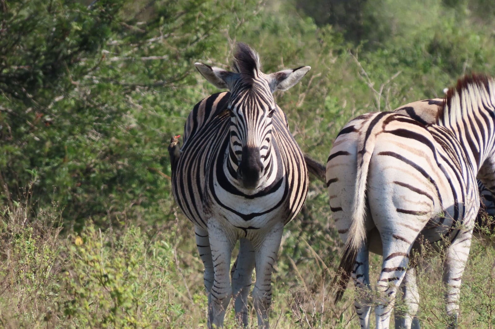 Burchell's Zebra (Equus quagga)