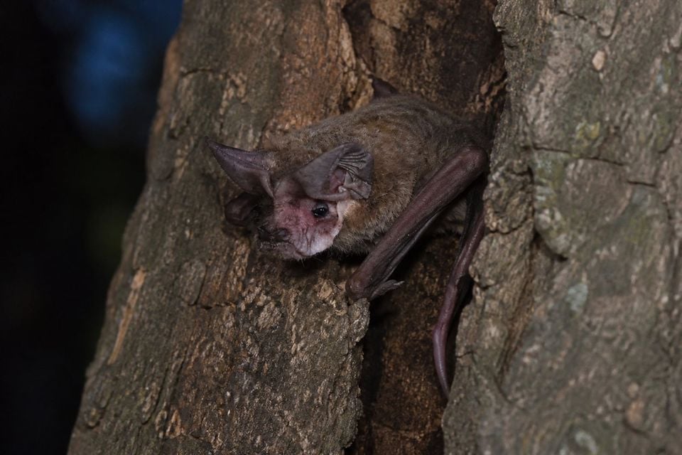 AI-generated image: Pocketed free-tailed bat roosting on tree bark, large joined wrinkled ears and free tail visible. No public-domain photograph of this species exists. This image was generated with AI from verified reference material and reviewed by our editorial team for accuracy