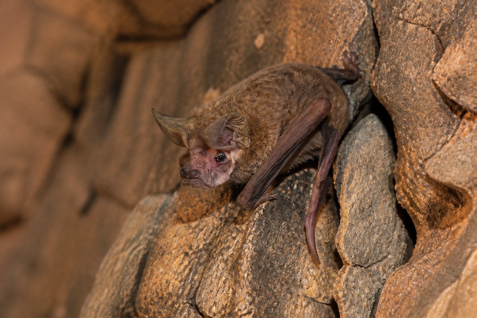 AI-generated image: Pocketed free-tailed bat roosting on a canyon rock face. No public-domain photograph of this species exists. This image was generated with AI from verified reference material and reviewed by our editorial team for accuracy