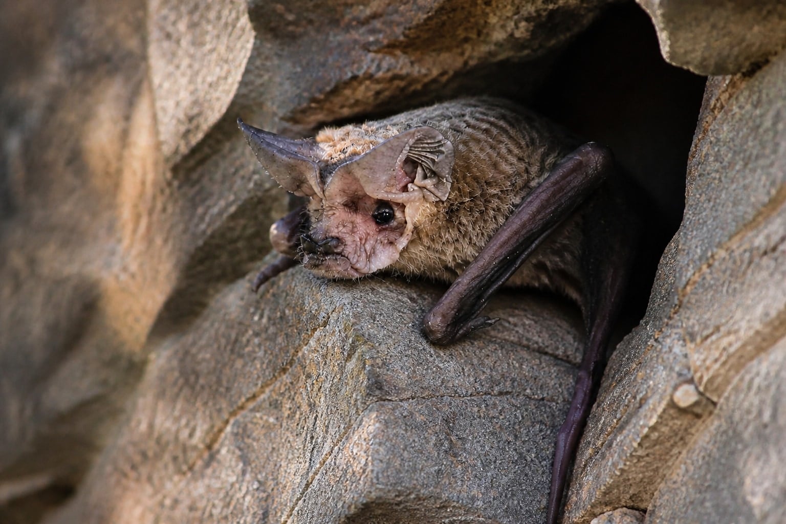 AI-generated image: Pocketed free-tailed bat close view in a rock crevice. No public-domain photograph of this species exists. This image was generated with AI from verified reference material and reviewed by our editorial team for accuracy
