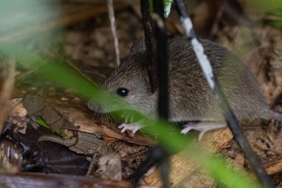 Polynesian rat foraging in leaf litter on a forest floor