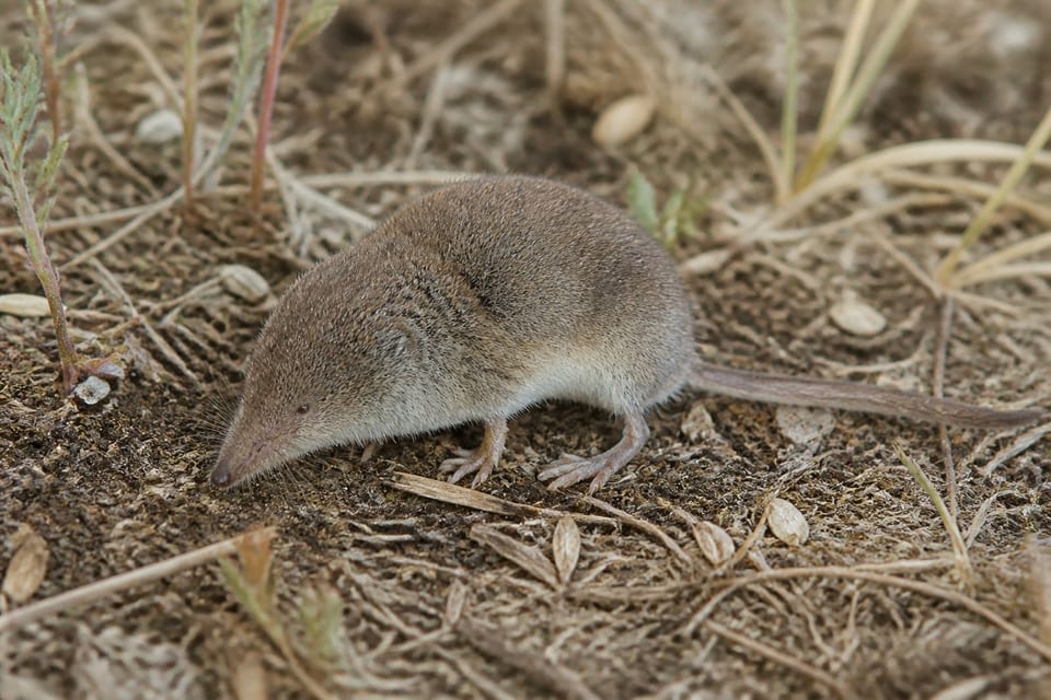AI-generated image: Prairie Shrew foraging in shortgrass prairie ground litter. No public-domain photograph of this species exists. This image was generated with AI from verified reference material and reviewed by our editorial team for accuracy.