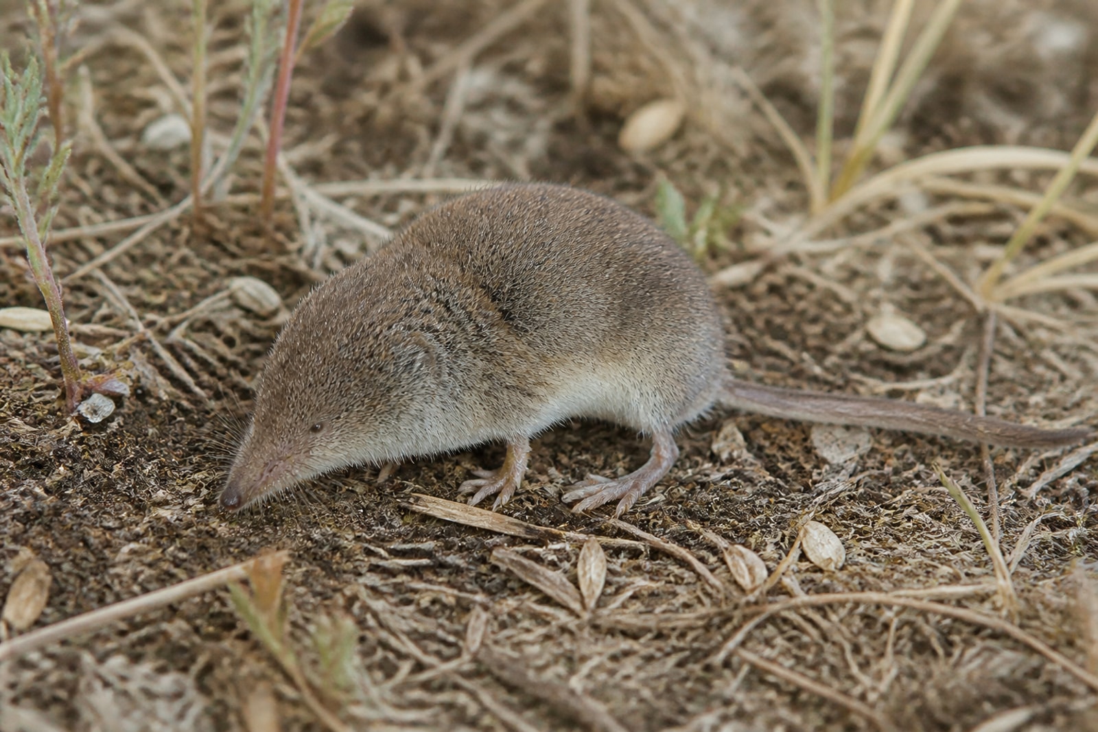 AI-generated image: Prairie Shrew foraging in shortgrass prairie ground litter. No public-domain photograph of this species exists. This image was generated with AI from verified reference material and reviewed by our editorial team for accuracy.
