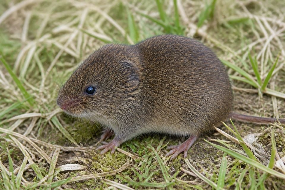 AI-generated image: Prairie Vole alert in a grassy meadow, stocky grizzled brown-gray body and short tail. No public-domain photograph of this species exists. This image was generated with AI from verified reference material and reviewed by our editorial team for accuracy