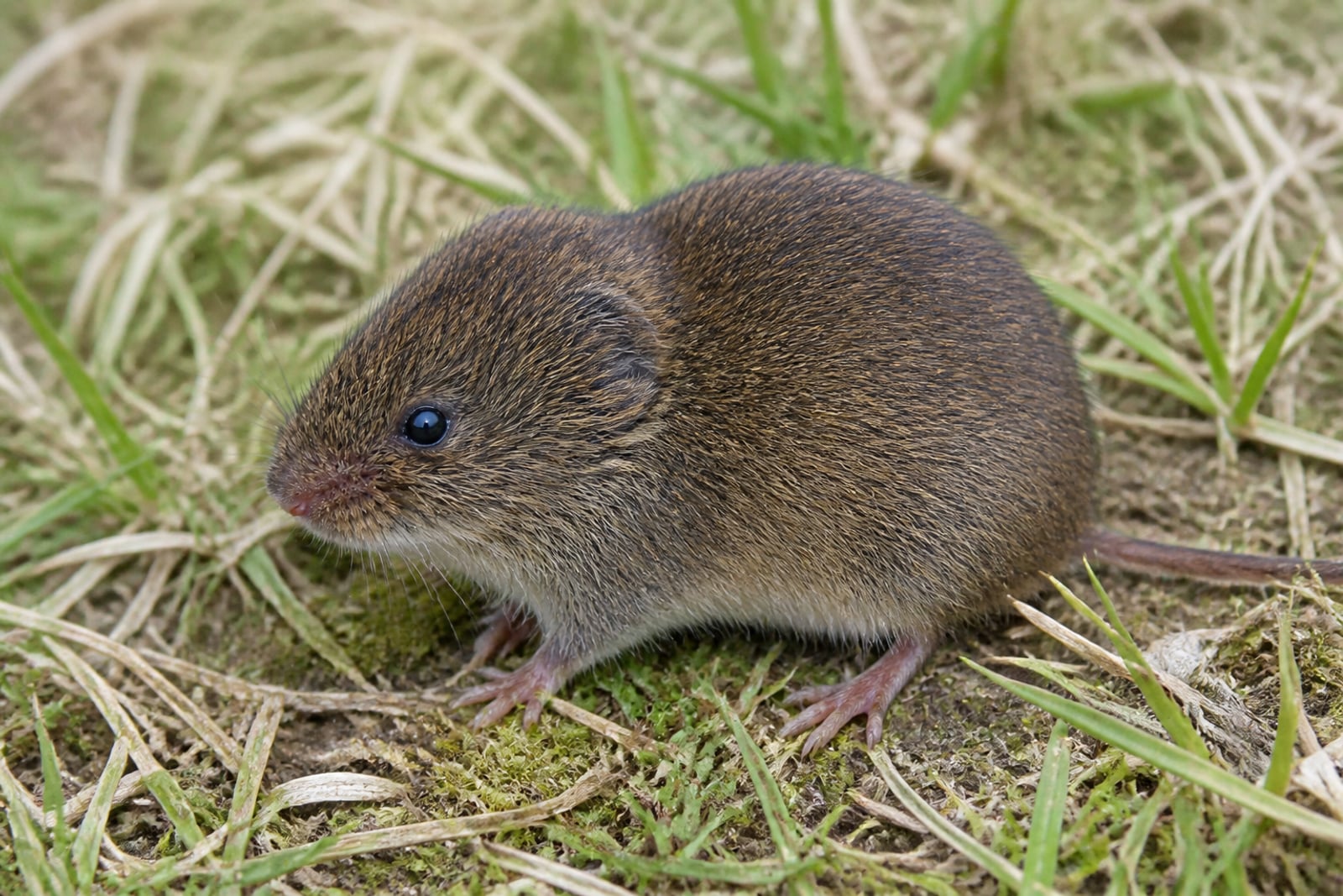 AI-generated image: Prairie Vole alert in a grassy meadow, stocky grizzled brown-gray body and short tail. No public-domain photograph of this species exists. This image was generated with AI from verified reference material and reviewed by our editorial team for accuracy