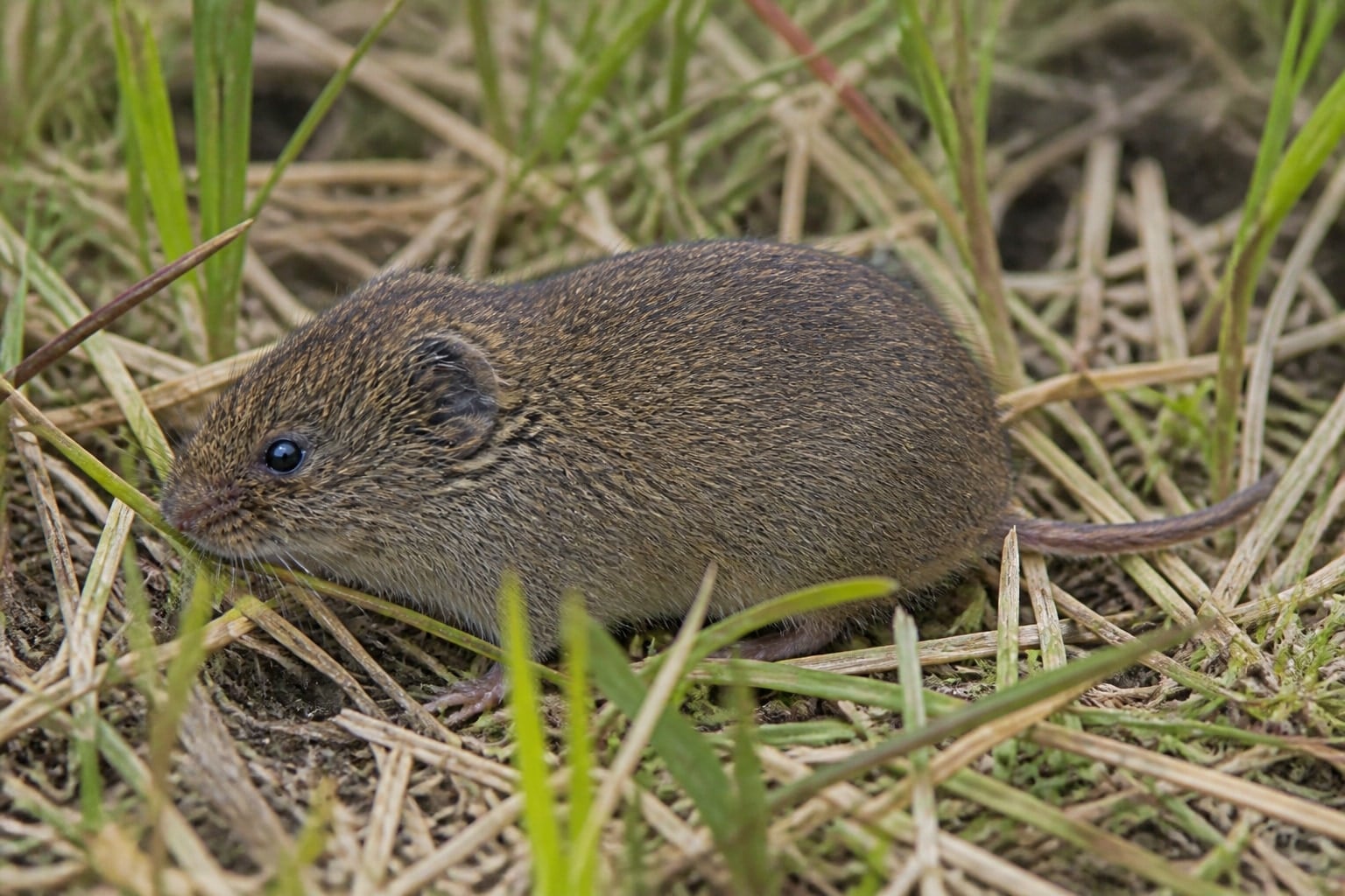 AI-generated image: Prairie vole foraging between grass stems. No public-domain photograph of this species exists. This image was generated with AI from verified reference material and reviewed by our editorial team for accuracy