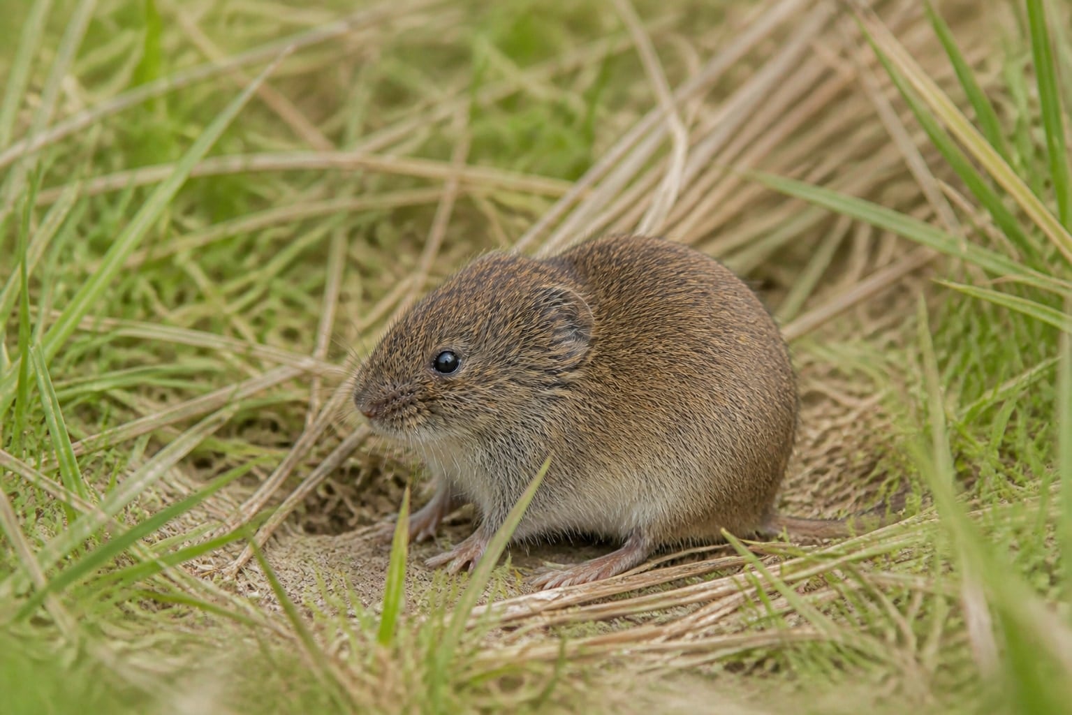 AI-generated image: Prairie vole at the entrance of a grass runway. No public-domain photograph of this species exists. This image was generated with AI from verified reference material and reviewed by our editorial team for accuracy