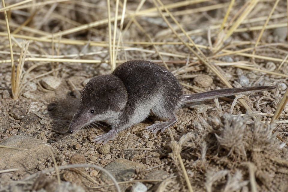 AI-generated image: Preble's Shrew in side profile on dry soil among grass. No public-domain photograph of this species exists. This image was generated with AI from verified reference material and reviewed by our editorial team for accuracy