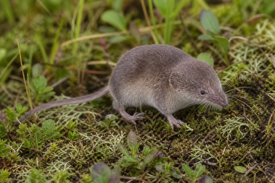 AI-generated image: Pribilof Island Shrew in side profile foraging on mossy tundra ground. No public-domain photograph of this species exists. This image was generated with AI from verified reference material and reviewed by our editorial team for accuracy