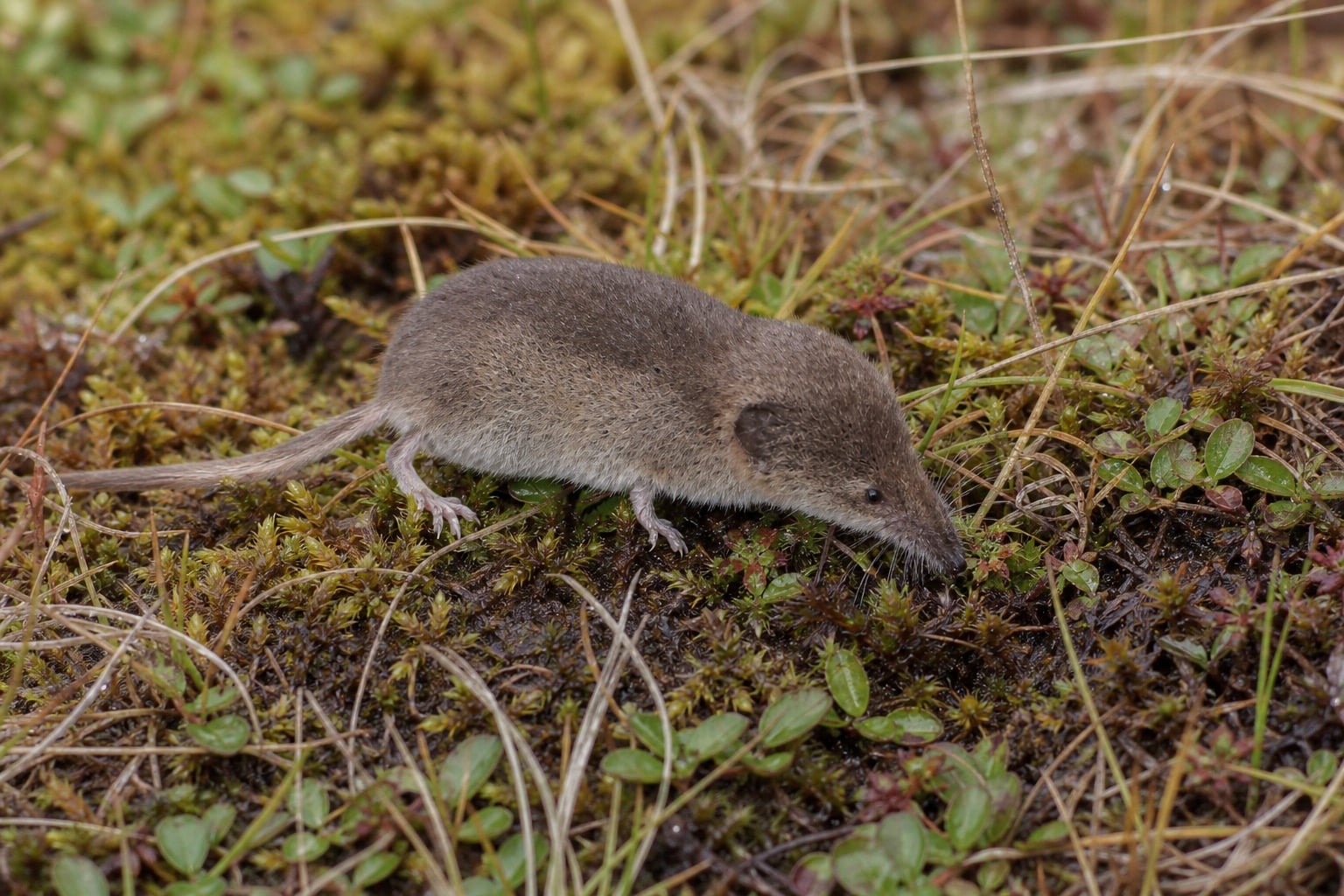 AI-generated image: Pribilof Island Shrew in side profile sniffing among moss and sedges. No public-domain photograph of this species exists. This image was generated with AI from verified reference material and reviewed by our editorial team for accuracy