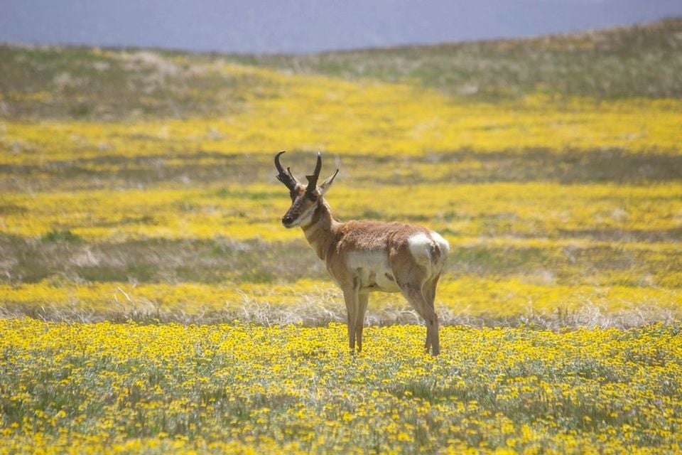 Pronghorn buck standing in a meadow of yellow wildflowers