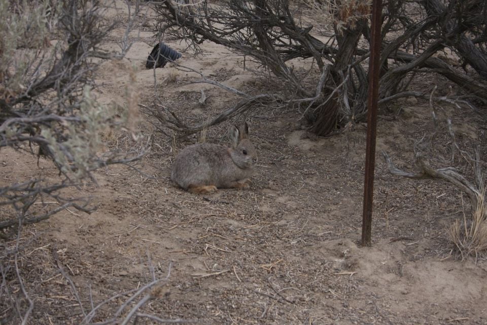 Pygmy rabbit (22694681746)