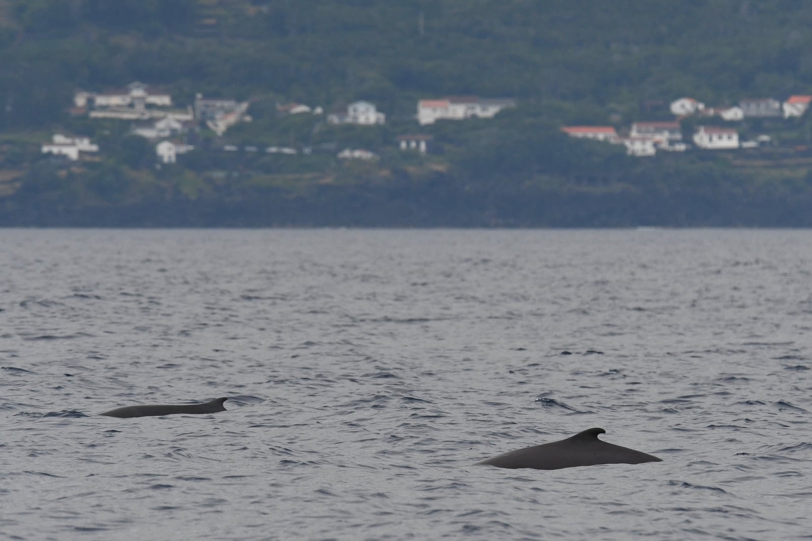 Two live pygmy sperm whales logging at the sea surface off a coastal village, dorsal fins exposed