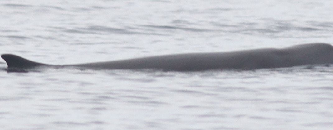 Live pygmy sperm whale surfacing at the water line in calm hazy water