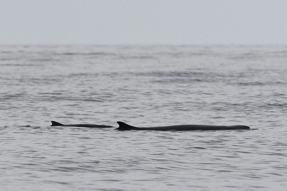 Live pygmy sperm whales logging at the sea surface, backs and dorsal fins exposed