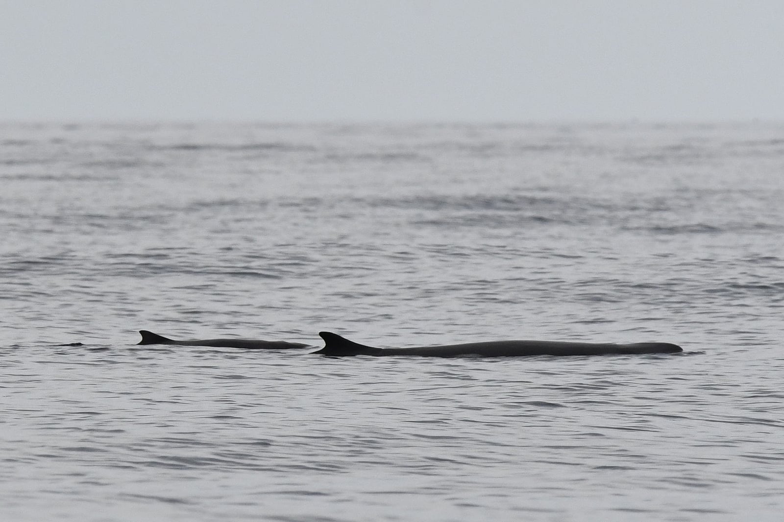 Live pygmy sperm whales logging at the sea surface, backs and dorsal fins exposed