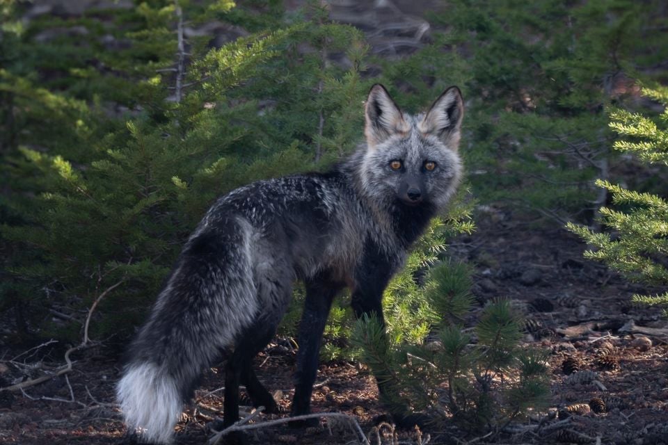 Red Fox (Vulpes vulpes)