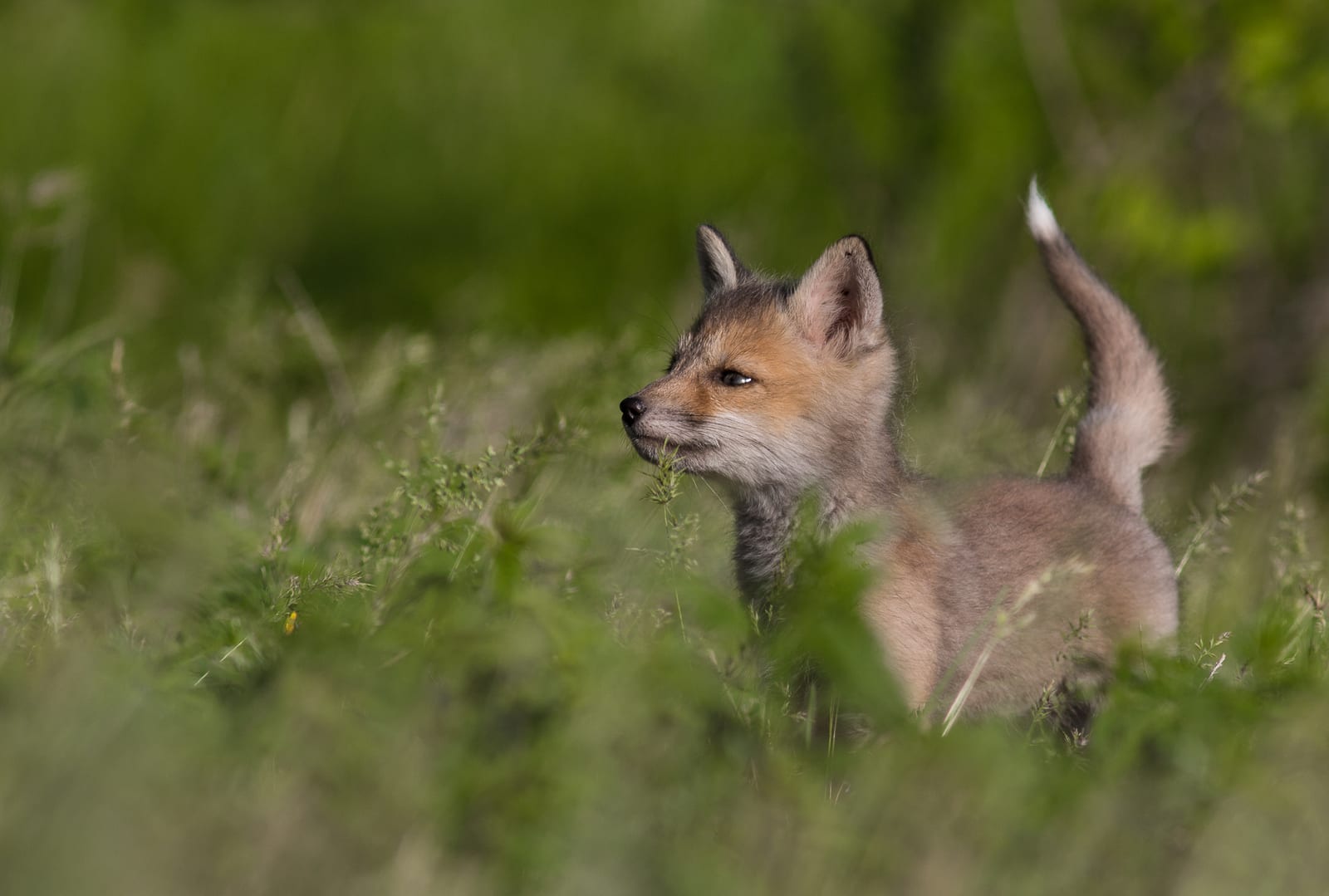 Red Fox (Vulpes vulpes)