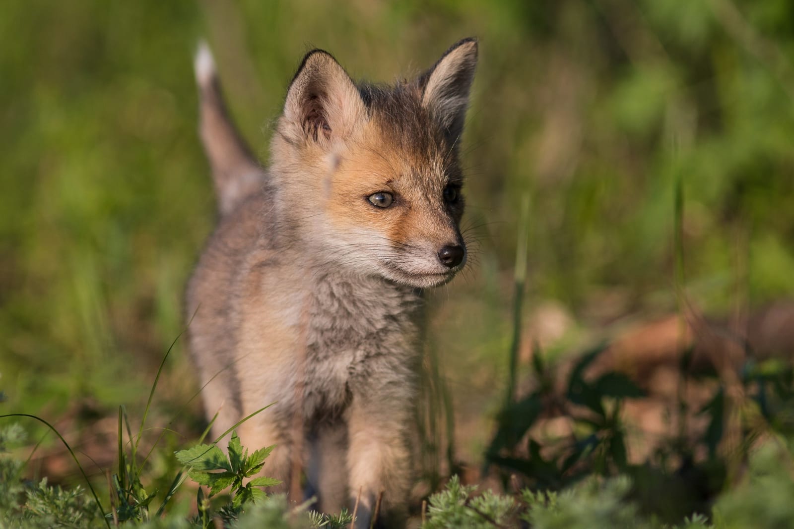 Red Fox (Vulpes vulpes)
