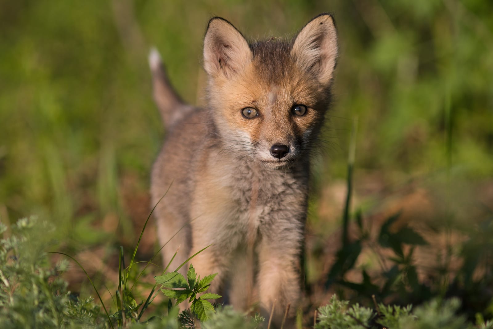 Red Fox (Vulpes vulpes)