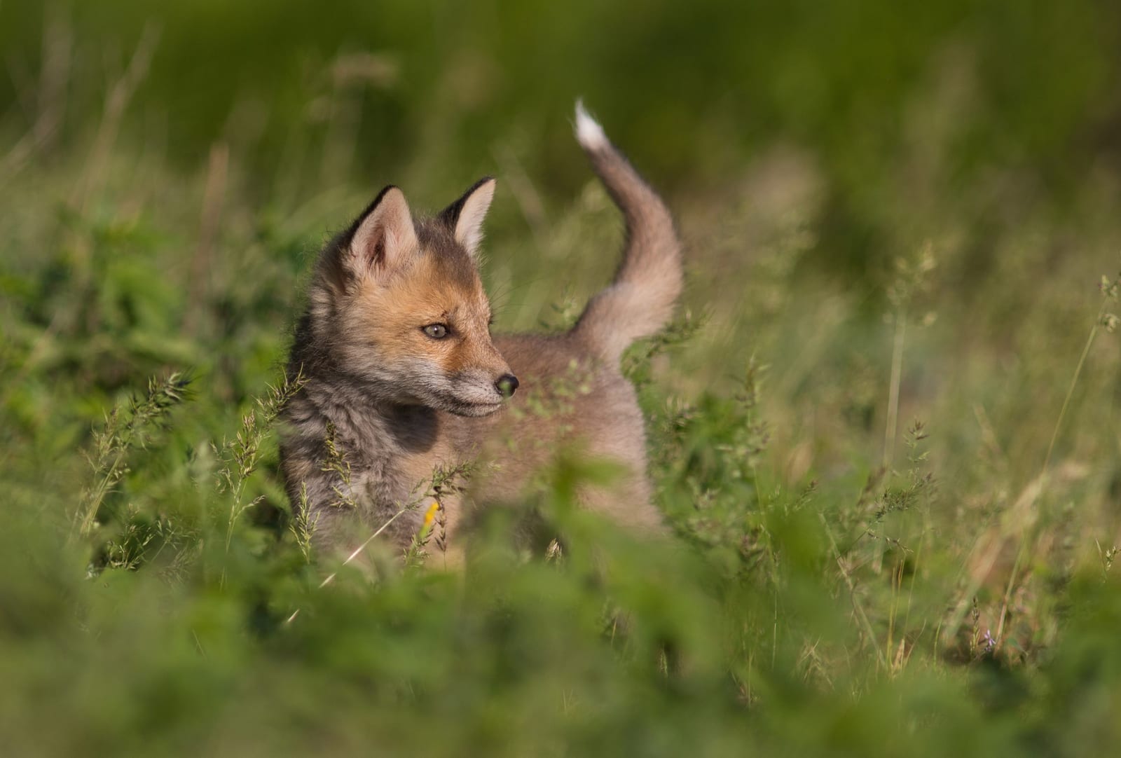 Red Fox (Vulpes vulpes)