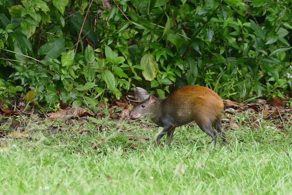 Red-rumped Agouti (Dasyprocta leporina) in the garden ... (28147035289)