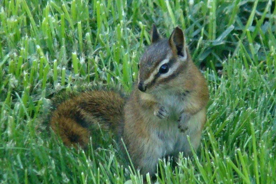 Red-tailed Chipmunk (Tamias ruficaudus)