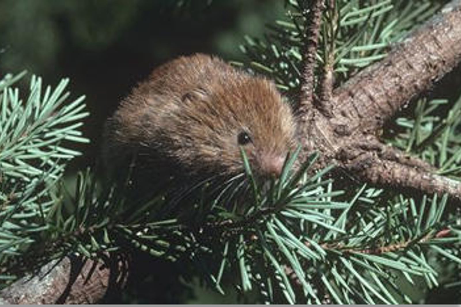 Red tree vole crouched among Douglas-fir branches