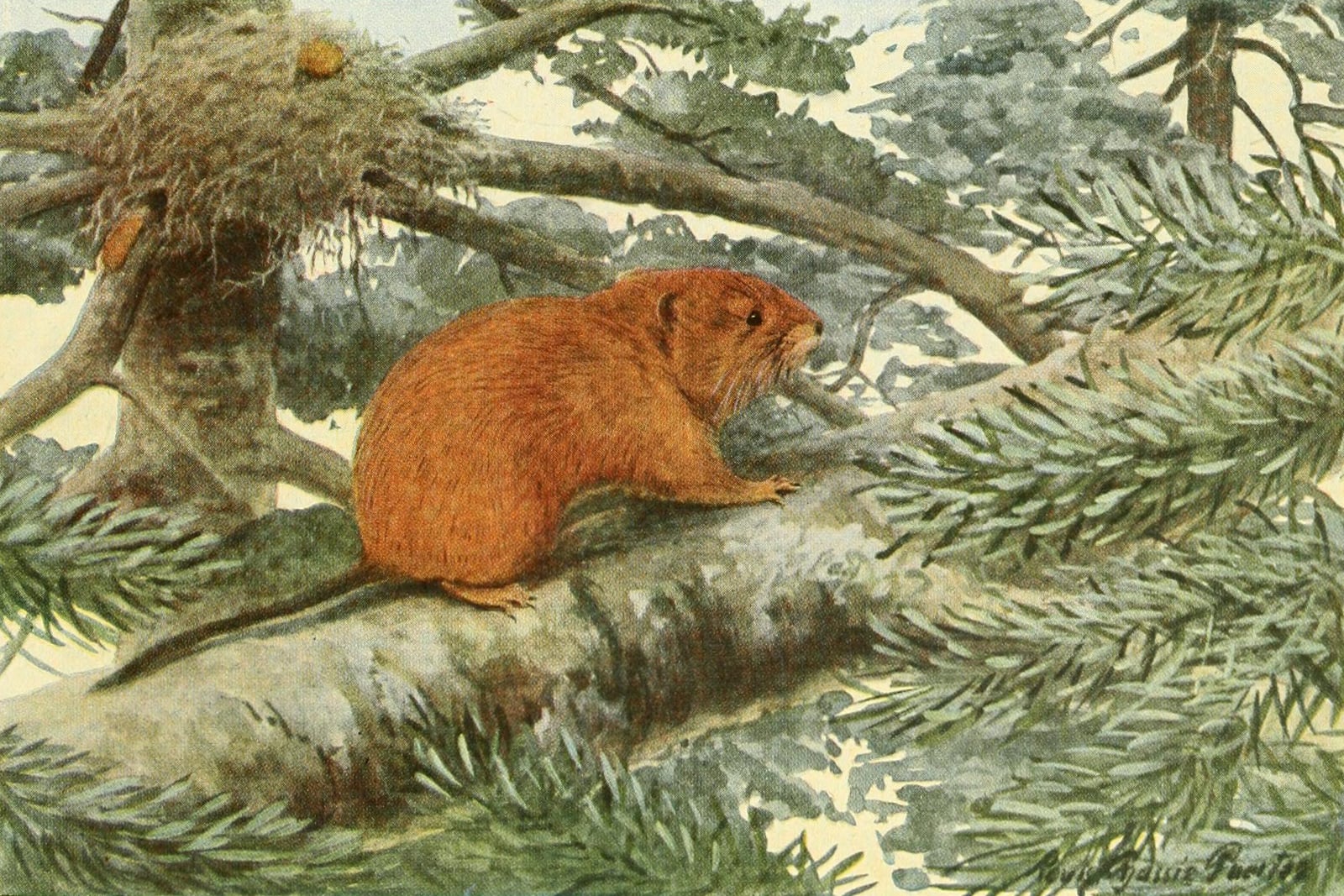 Illustration: a red tree vole beside its stick nest in a conifer, painted by Louis Agassiz Fuertes (1918)