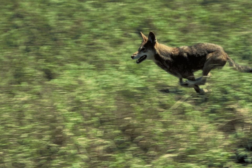 Canis rufus running