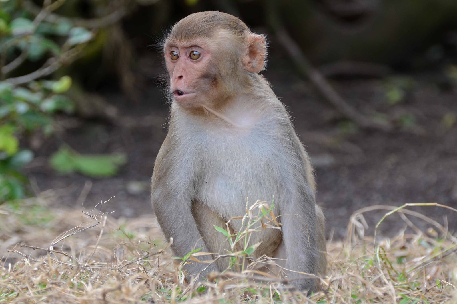 Macaca mulatta juvenile, Puerto Rico