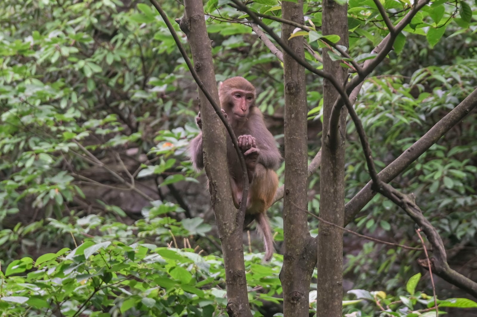Rhesus Macaque (Macaca mulatta)