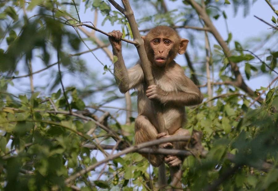 Rhesus Macaque (Macaca mulatta)