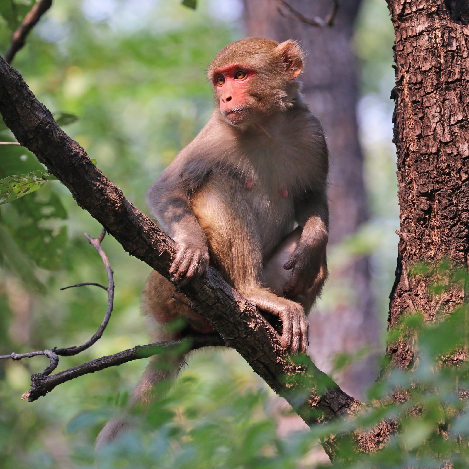 Rhesus macaque (Macaca mulatta mulatta) female