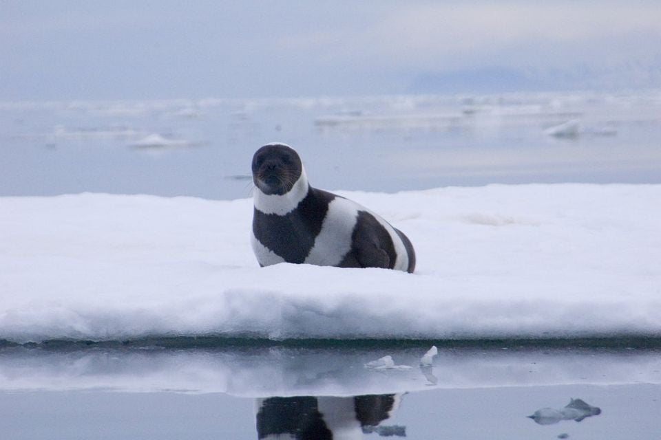 Male Ribbon Sea Ozernoy Gulf Russia