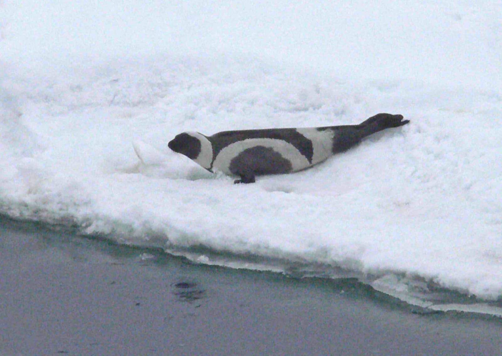 Ribbon seal phoca fasciata