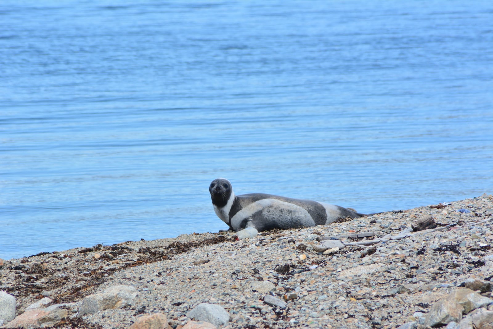 Ribbon Seal (Histriophoca fasciata)