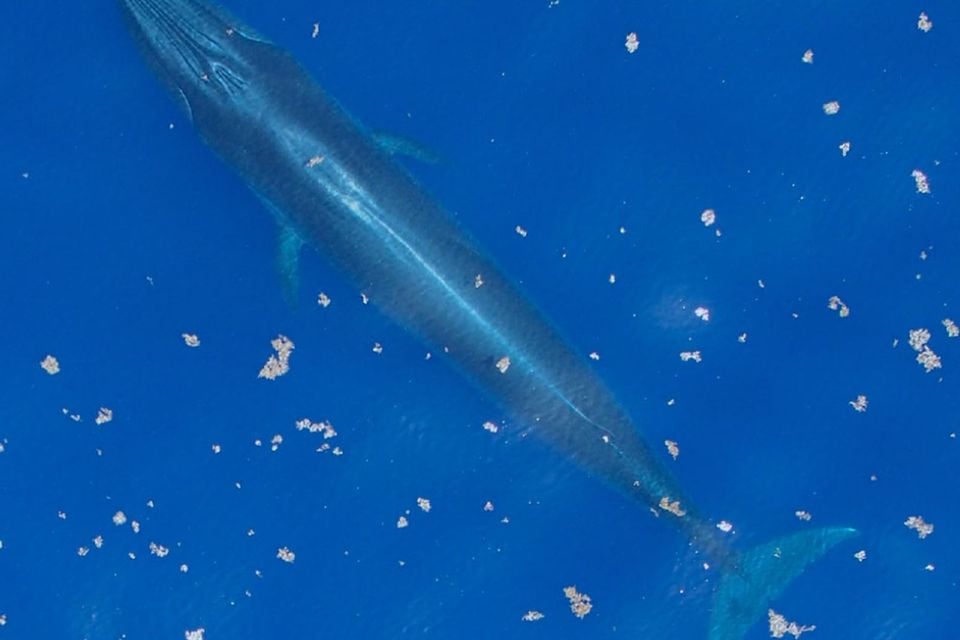 Rice's whale close to surface