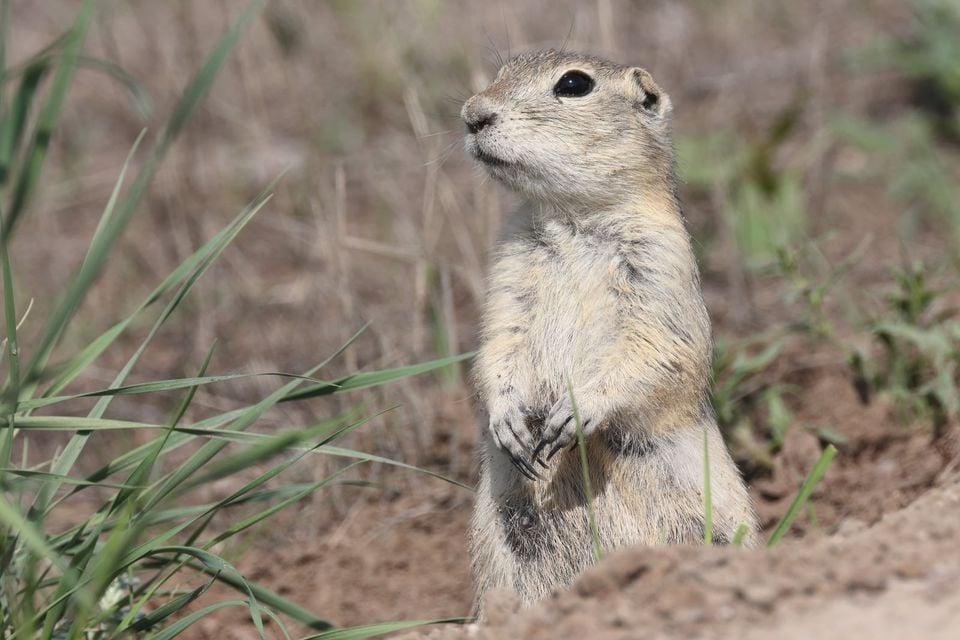 Urocitellus richardsonii GNP 03