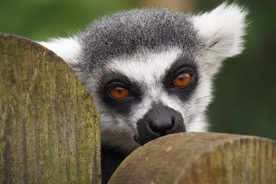 Ring tailed lemur portrait