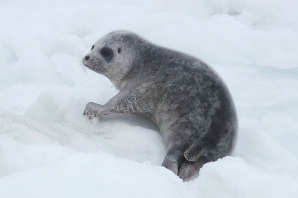 Pusa hispida pup
