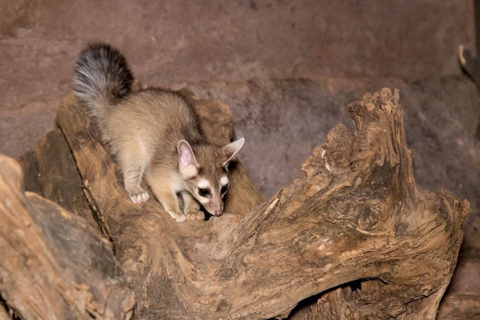 Ringtail standing on rocks at night with its black-and-white banded tail visible